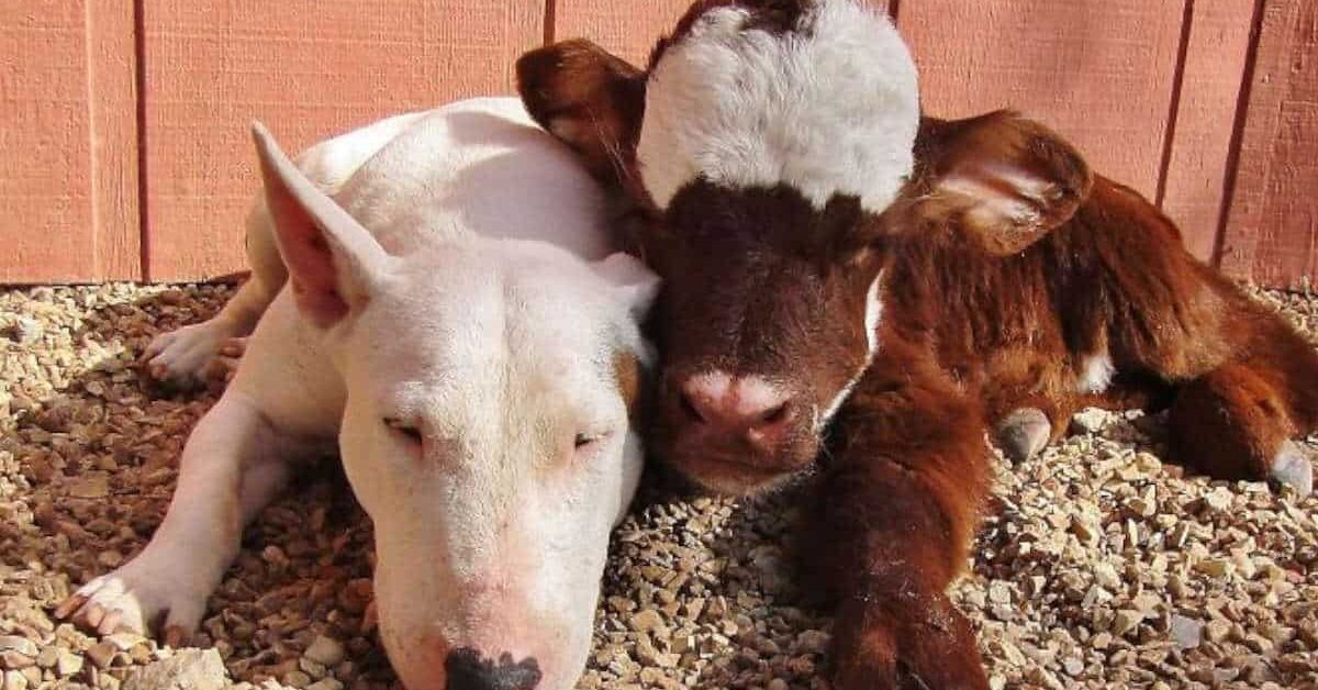 Cucciolo di mini mucca salvata ora vive con 12 cani e pensa di essere ...