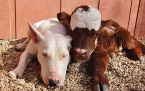 Cucciolo di mini mucca salvata ora vive con 12 cani e pensa di essere una di loro