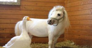 pony e oca diventano due amici inseparabili