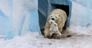 15 Foto più carine tra animali selvatici e i loro piccoli