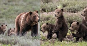 mamma orso partorisce 4 cuccioli a 24 anni