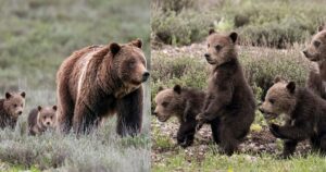 Orso grizzly selvaggio famoso in tutto il mondo dopo aver partorito 4 cuccioli all’età di 24 anni