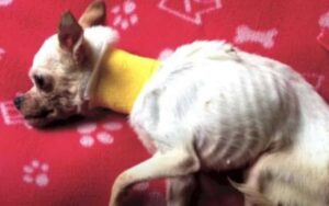 Cucciolo di cane abbandonato in autostrada ridotto pelle e ossa pesava 1 kg