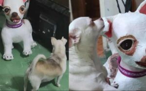 Cucciolo geloso della pignatta che hanno regalato alla madre, pensava fosse un altro cane