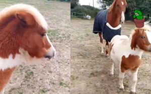 Cucciolo di Pony diventa geloso del “fratello” (VIDEO)