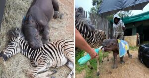 Zebra salvata diventa la migliore amica del cucciolo di rinoceronte in via di guarigione