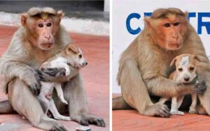 Cucciolo di cane randagio adottato da una scimmia lo alleva come suo