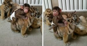 Cucciolo di scimmia che gioca con il cucciolo di tigre il tenero filmato