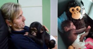 Cucciolo di scimpanzé abbraccia una scimmia di peluche dopo essere stato rifiutato dalla madre