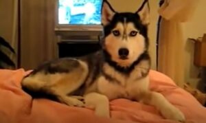 Siberian Husky dice “ti amo” ai suoi proprietari (VIDEO)