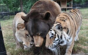 Un leone, una tigre e un orso salvati: hanno trovato un modo per essere uniti e vivere felici insieme
