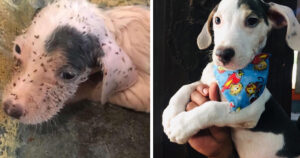 Cucciolo viene salvato dal soffocamento, era stato buttato nella spazzatura per una gamba deforme