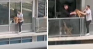 Uomo scavalca recinzione e salva gatto dal sesto piano