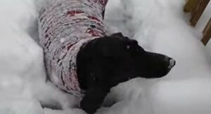Bassotto si tuffa sulla neve alta e si diverte moltissimo a giocare (VIDEO)