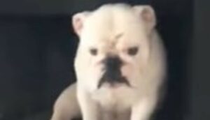 Bulldog inglese bianco si siede sul camino e si sporca completamente il sedere (VIDEO)