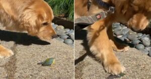 Cucciolo di Golden Retriever si spaventa quando quasi schiaccia un uccellino, voleva salutarlo (VIDEO)