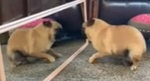 Carlino Miss Mable adora giocare con l’altro cane di casa; ecco la verità (VIDEO)