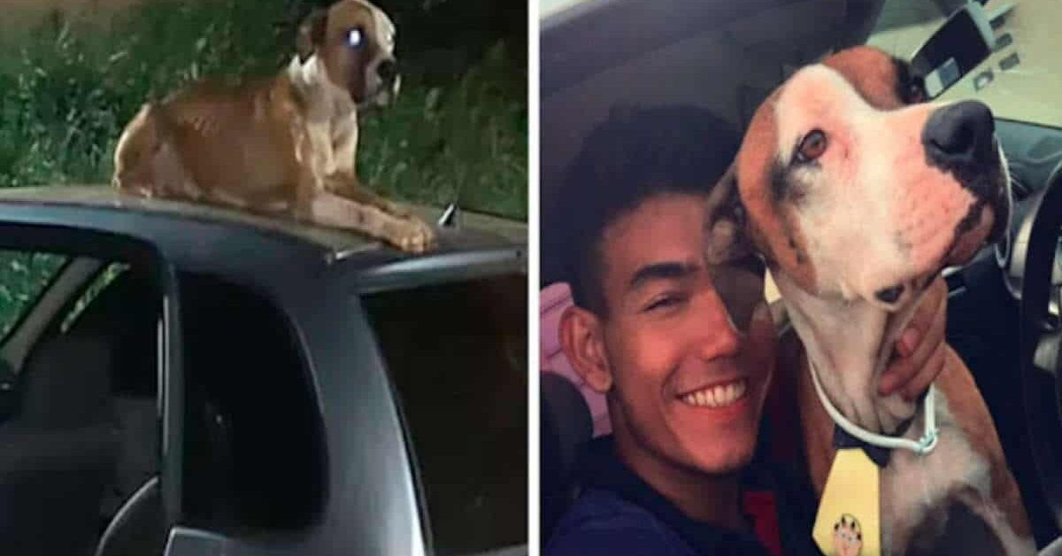 Giovane adotta il cane che ha protetto la sua auto recentemente "rubata"