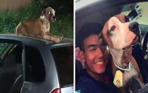 Giovane adotta il cane che ha protetto la sua auto recentemente “rubata”