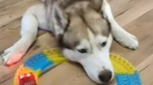 L’Husky Barney adora giocare con il suo fratellino umano (VIDEO)