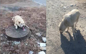 Un uomo trova un povero cane con la lingua congelata attaccata in una fogna (VIDEO)