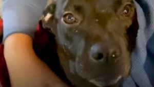 La Pitbull Poppy ha guardato una donna e da quel momento le due non si sono più lasciate (VIDEO)