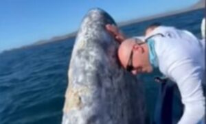Una balena emerge dall’acqua e si fa accarezzare dai turisti (VIDEO)