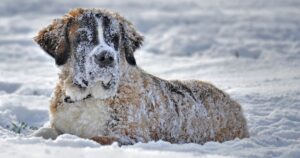 Cane randagio abbraccia la bambina per tenerla al caldo in modo che non si congeli durante la tempesta di neve