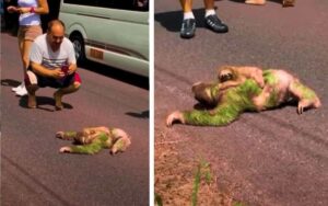 Automobilisti aspettano pazientemente che una mamma bradipo attraversi con il suo cucciolo
