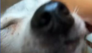 Cagnolina anziana prova conforto quando si corica per la prima volta su un letto morbido (VIDEO)
