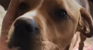 La cagnolona Cookie ha dato alla luce nove splendidi cuccioli sul divano di casa (VIDEO)