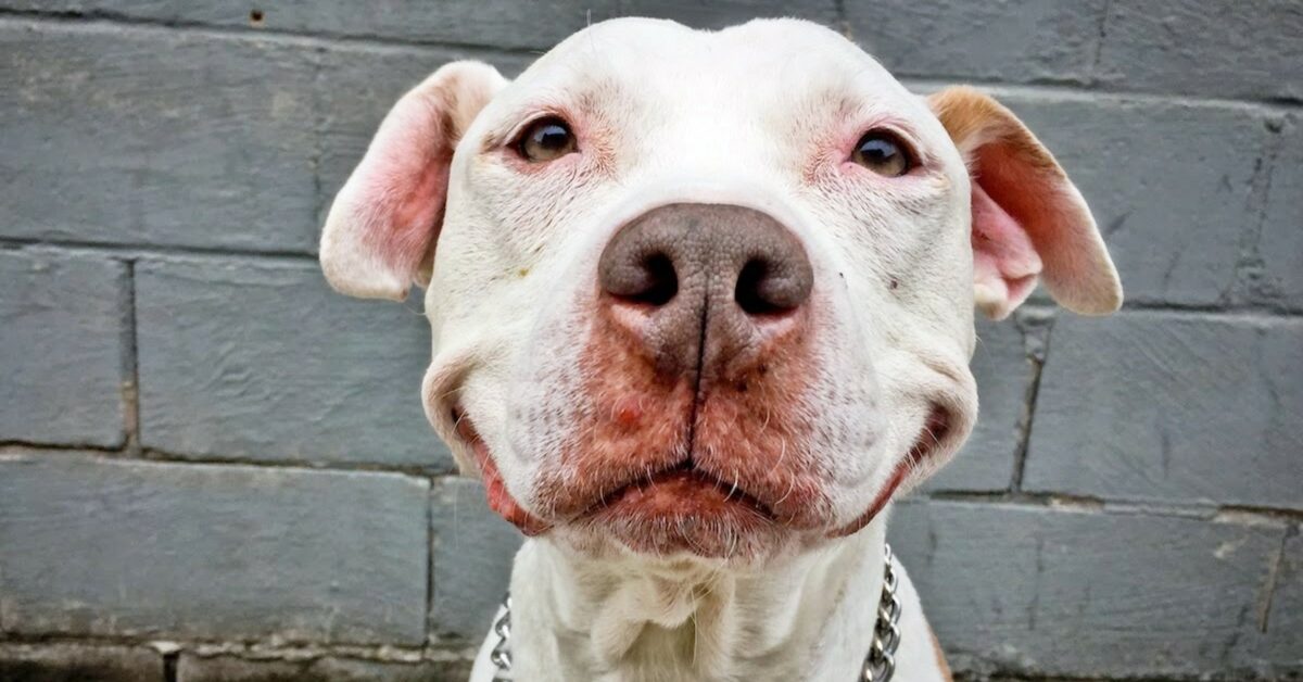 Un cagnolone si ferma durante la passeggiata; qualcosa attira la sua ...