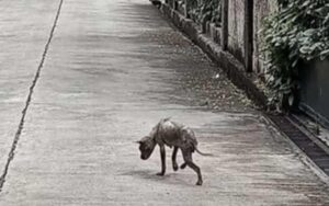 Cucciola di cane sembrava già morta mentre cercava di camminare