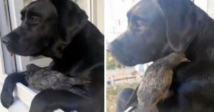 Piccione ferito cerca protezione in labrador che guardava fuori dalla sua finestra (VIDEO)