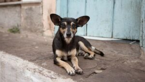 Cane randagio con zampa ferita entra in una clinica per chiedere aiuto (VIDEO)