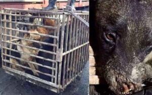 Pastore Tedesco salvato da un allevamento di cani in Cina, avrebbe fatto una triste fine