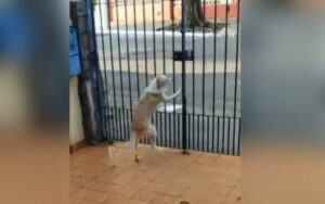 Cucciolo di cane è disperato ogni volta che vede avvicinarsi il senzatetto (VIDEO)