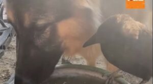Corvo e cagnolina hanno stretto un legame unico, nonostante le loro differenze (VIDEO)