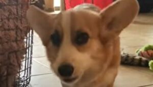 Cucciola di Corgi ama ululare quando mangia; ringrazia i proprietari (VIDEO)
