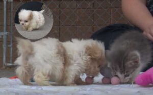 Cucciolo di cane salvato incontra una gattina amica per iniziare una nuova vita