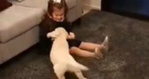 Cucciolo Golden Retriever incontra la sua sorellina umana (VIDEO)