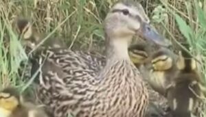 Cucciolo di anatra cade in un tombino; poi si scopre che altri fratelli lo hanno seguito (VIDEO)