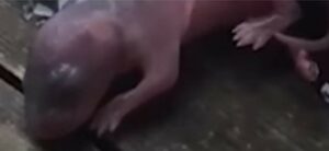 Il cucciolo di topo Nezumi è stato salvato da una coppia che lo ha adottato (VIDEO)