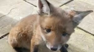 Donna trova un cucciolo di volpe in giardino; mamma volpe lo cerca disperatamente (VIDEO)