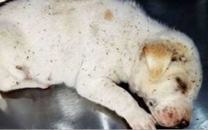 Cucciolo di cane randagio trovato coperto da pulci e vermi