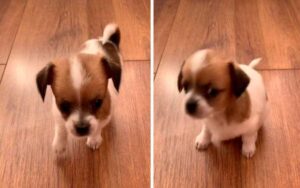 Cucciolo di cane appena nato si spaventa del suo stesso starnutito era la prima volta (VIDEO)
