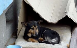 Cane randagio piange solo dopo che gli è stato rubato il suo unico bene: il cuscino