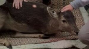Daino delle Madonie viene salvato e ora sotto le cure della protezione animali