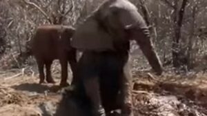 Un elefantino bloccato nel fango viene salvato da un gruppo di soccorritori (VIDEO)