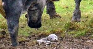 Trova un cucciolo morente sepolto vivo nel terreno, ma è molto di più di un semplice cucciolo